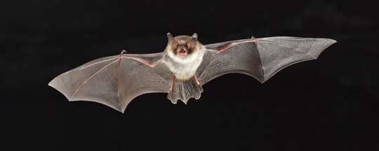 Lichtempfindliche Fransenfledermaus ( Myotis nattereri ). Fr die Myotis -Arten entfaltet Licht eine Barrierewirkung, da sie Licht sowohl am Quartier als auch im Jagdgebiet meiden.