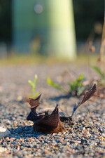 Schlagopfer unter einer Windenergieanlage