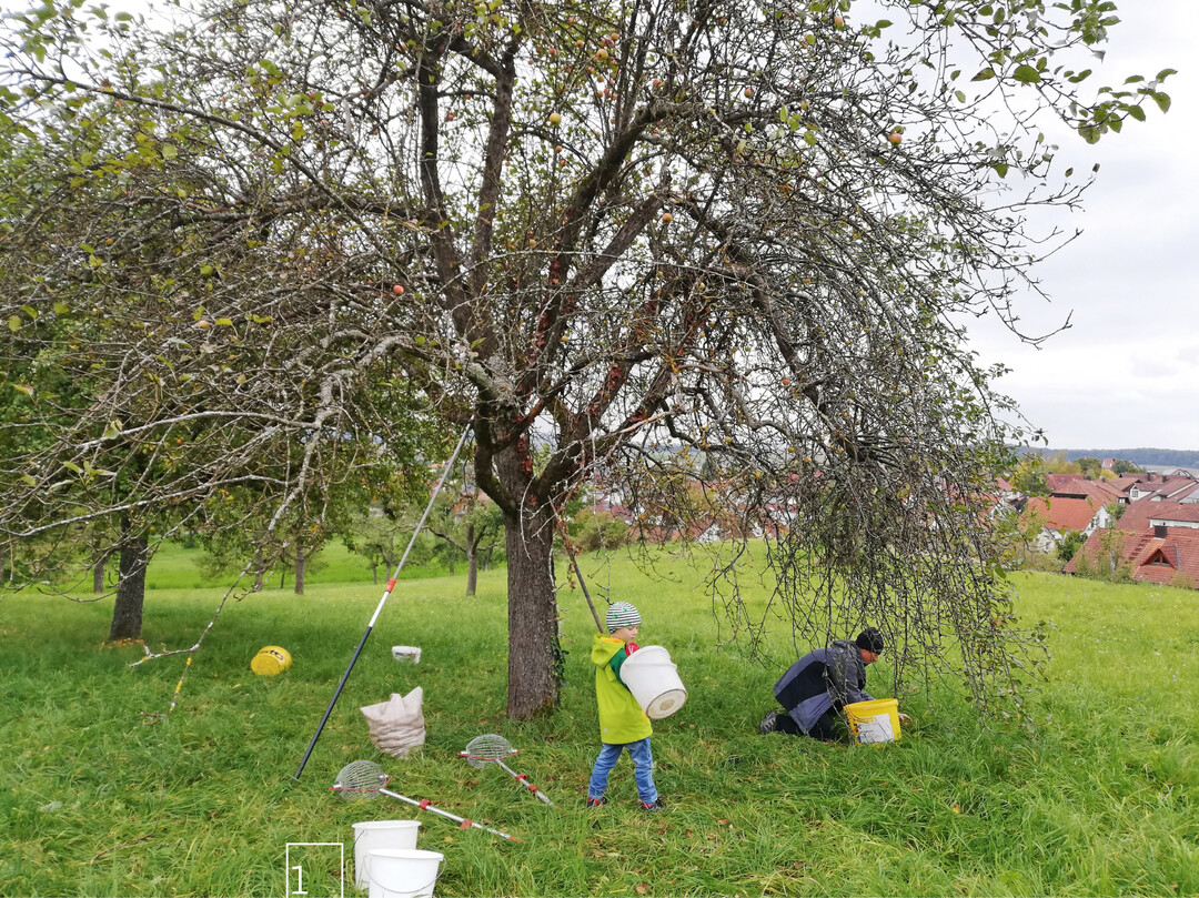 1) Erntezeit: Beim Tübinger Projekt packen alle Altersklassen mit an.