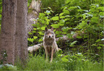 Wolf(Canis lupus)
