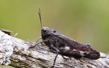 Die Rotflgelige Schnarrschrecke (Psophus stridulus) ist eine typische Art der beweideten Borstgrasrasen des Sdschwarzwalds.