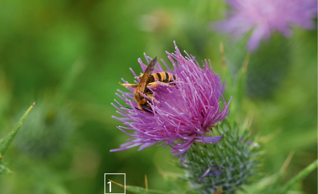 Viele Insekten wie die Gelbbindige Furchenbiene sind auf artenreiche Lebensrume angewiesen.
