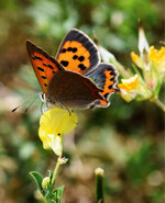 Die Raupen des Kleinen Feuerfalters benötigen Ampfer als Futterpflanzen. Die adulten Falter sind weniger wählerisch.