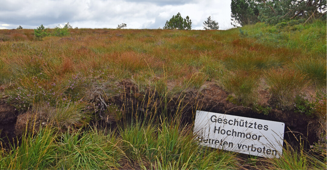 Hochmoor auf der Hornisgrinde: Das heute geschützte Moor wurde in der Vergangenheit durch umfangreiche Torfstiche schwer beeinträchtigt.