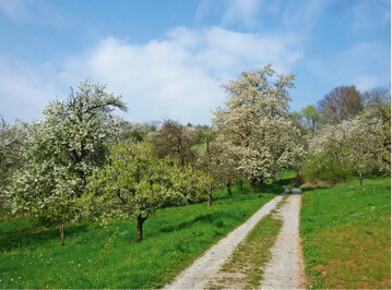 Streuobstbestnde auf Grnland mit mittlerem bis altem Baumbestand haben den Biotopwert 19.