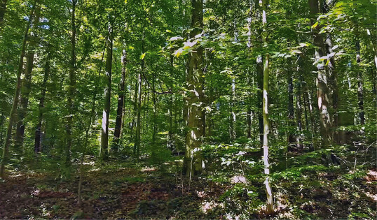 Abb. 1: Relevante Praxisfrage der Landschaftsplanung: Besitzt relative Abdunkelung in einem geschlossenen Laubwald mit Kronenschluss eine andere Erholungsrelevanz als aufgehellte Bereiche?