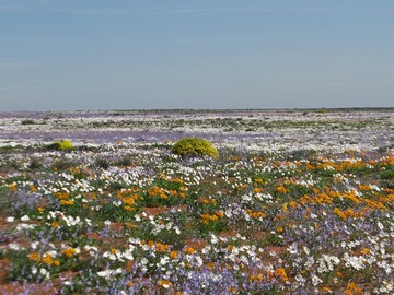 Die meisten Bltenpflanzenarten sind zur Fortpflanzung auf Bestuber angewiesen. Dies gilt auch fr die einjhrigen Gnseblmchenarten, die in Sdafrika im Frhjahr die Massenblte dominieren.
Arten wie Gorteria diffusa, Dimorphotheca sinuata und Dimorphoteca pluvialis bentigen die tierischen Bestuber, wie die hier abgebildeten Wollschweber (Bombyliidae), um Samen zu produzieren, und die Samen selbst, um im kosystem bestehen zu bleiben. Das macht die Pflanzen anfllig fr Rckgnge in den Bestuberpopulationen.
 