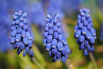 Der Gartenbau kann einen wichtigen Beitrag zur Bestandsentwicklung von Pflanzenarten leisten. Die Traubenhyazinthe (Muscari botryoides) wird auf der deutschen Roten Liste als „gefährdet" geführt, wird aber häufig als Zierpflanze verwendet und hat ihren Bestand in den letzten Jahrzehnten um 65 Prozent erhöht.
