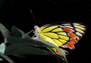 Delias eucharis, ein mittelgroer Schmetterling, der in vielen Gebieten Sd- und Sdostasiens vorkommt, ist ein Beispiel fr eine Insektenart, deren Verbreitungsgebiet von Schutzgebieten nur unzureichend abgedeckt ist.