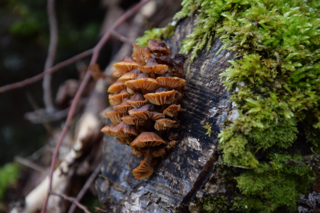 Zahlreiche Pilze sind auf liegendes Totholz angewiesen.