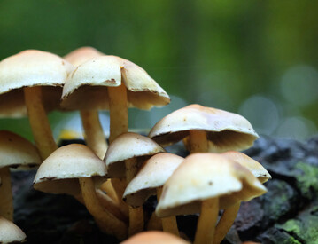 Beim Artenschutz sollten Pilze eine grere Rolle spielen, findet die Deutsche Bundesstiftung Umwelt und frdert ein Projekt zur Wiederansiedlung.