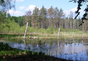 Effizienter Waldnaturschutz muss die Wirksamkeit der Manahmen und nicht die Gre der unter Schutz gestellten Flchen in den Vordergrund rcken.