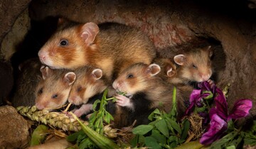 Das neue hessische Projekt MetaHamster hat sich den Erhalt des Feldhamsters (Cricetus cricetus) zum Ziel gesetzt.