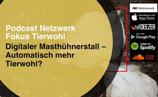 Eine neue Podcast-Folge des Netzwerks Fokus Tierwohl berichtet über digitale Techniken und Anwendungen im Geflügelstall.