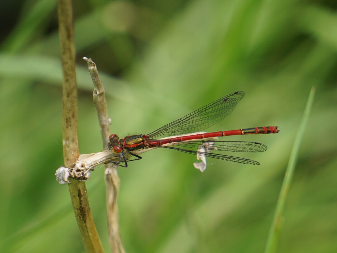 Die Frhe Adonislibelle (Pyrrhosoma nymphula) 
zeichnet sich durch ihren rtlichen Hinterleib aus. Zwischen April und 
August an langsam flieenden oder stehenden Gewssern zu sehen.
