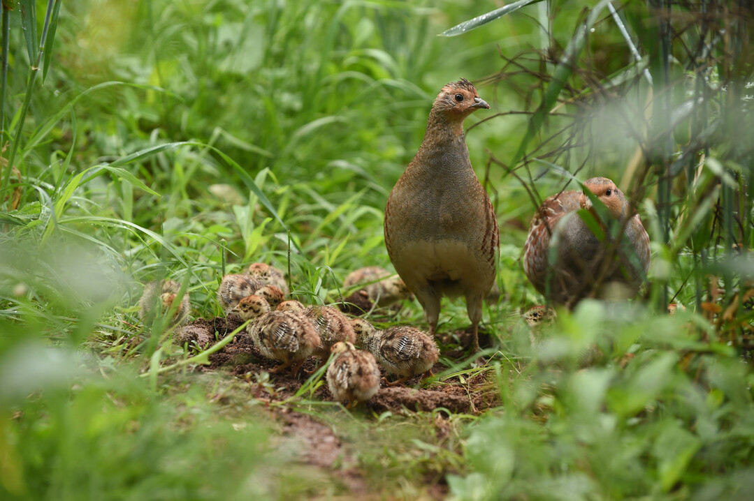Zu den besonders effektiven Naturschutzmaßnahmen zählt das Anlegen von Blühflächen. Diese haben bisher den besten Erfolg im Rebhuhnschutz gezeigt, da sie Deckung, Insektenreichtum als wichtige Nahrungsgrundlage und sichere Nistplätze bieten.