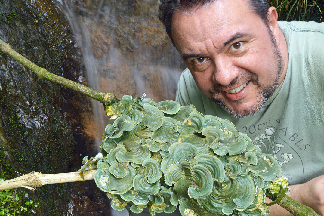 Dr. Robert Lücking bei der Feldarbeit im kolumbianischen Regenwald mit einer neu entdeckten Art der Ständerpilzflechte Cora
