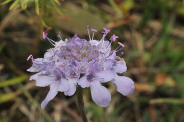 Duft-Skabiose (Scabiosa canescens) kommt in Berlin nur noch in einem einzigen Gebiet im Norden der Stadt vor.