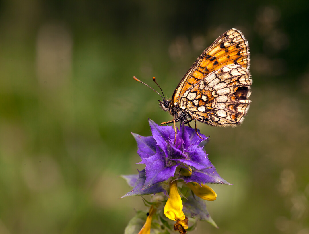 Der Wachtelweizen-Scheckenfalter (Melitaea athalia) steht auf der Roten Liste gefährdeter Arten. Schmetterlinge kämpfen vor allem mit dem Verlust ihrer Lebensräumen und wichtiger Futterpflanzen.