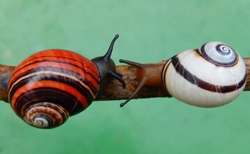 Kubanische Landschnecke Polymita picta, 