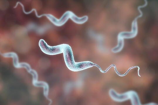Laut einem Bericht des ECDC und der EFSA sind Salmonella und Campylobacter bei Mensch und Tier gegenüber gängigen Antibiotika resistent.