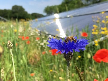 Werden bei groen Solarthermieanlagen einige einfache Grundstze beachtet, knnen die Flchen neben der Energiegewinnung zugleich als hochwertige Habitate im Sinne des Naturschutzes dienen. 