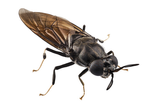 Die Bundesregierung sieht in Insekten neue Möglichkeiten für ökologische Proteinquellen für die Nutztierfütterung.