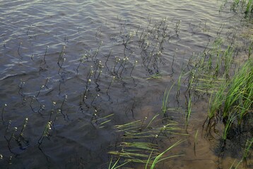 Die Strandlingsrasen  unscheinbar und doch so wertvoll. Blhender Bestand der Wasser-Lobelie (Lobelia dortmanna) im Saal bei Trauen, einem inzwischen ausgetrockneten Lobelien-Heideweiher.