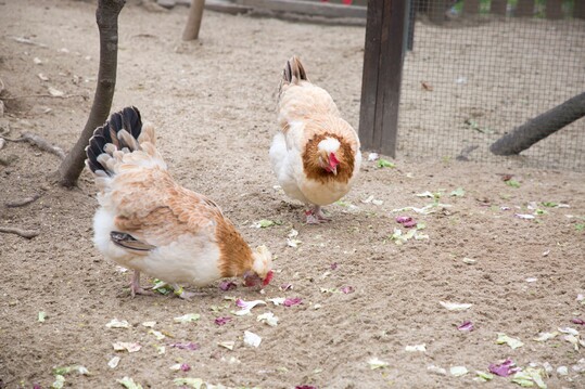 Das Sulmtaler Huhn ist sehr ausgeglichen in der Leistung und bietet in gutem Maße sowohl Fleisch als auch Eier.