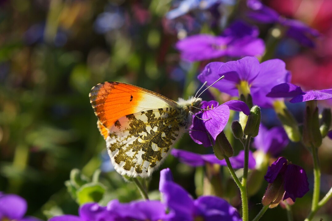 Der Aurorafalter (Anthocharis cardamines) ist laut Analyse der Wissenschaftler:innen die einzige Tagfalterart in der EU, fr die eine signifikante Zunahme verzeichnet werden kann.
