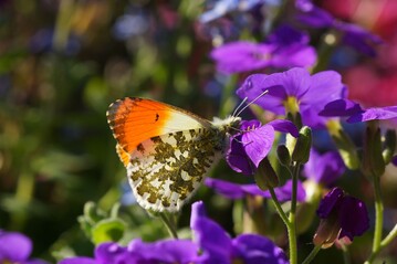 Der Aurorafalter (Anthocharis cardamines) ist laut Analyse der Wissenschaftler:innen die einzige Tagfalterart in der EU, fr die eine signifikante Zunahme verzeichnet werden kann.