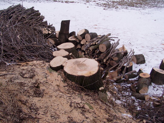 Anfallende Holzmenge durch die Heckenpflege