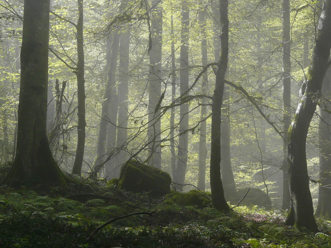 Die Hyrkanischen Wälder zeichnen sich nur eine bemerkenswerte Pflanzenvielfalt aus und bieten Lebensraum für seltene Tierarten wie den Persischen Leoparden.