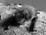 Abb. 2: Rauhautfledermaus (Pipistrellus nathusii) – eine der kartierten Fledermausarten. Foto: M. Nolf