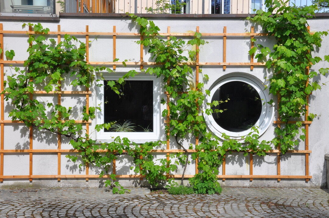 Wer nicht viel Platz hat, kann mit einer Treillage oder einem Spalier auch auf engstem Raum Pflanzen kultivieren. So wie diese Weinrebe an einer Sdfassade.