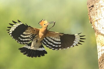 Der exotisch aussehende Vogel gewinnt die zweite ffentliche Wahl von LBV und NABU. 
