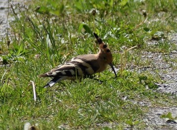 Aus fnf Vogelarten knnen alle bis 18. November ihren Favoriten bestimmen. Im Bild: Wiedehopf