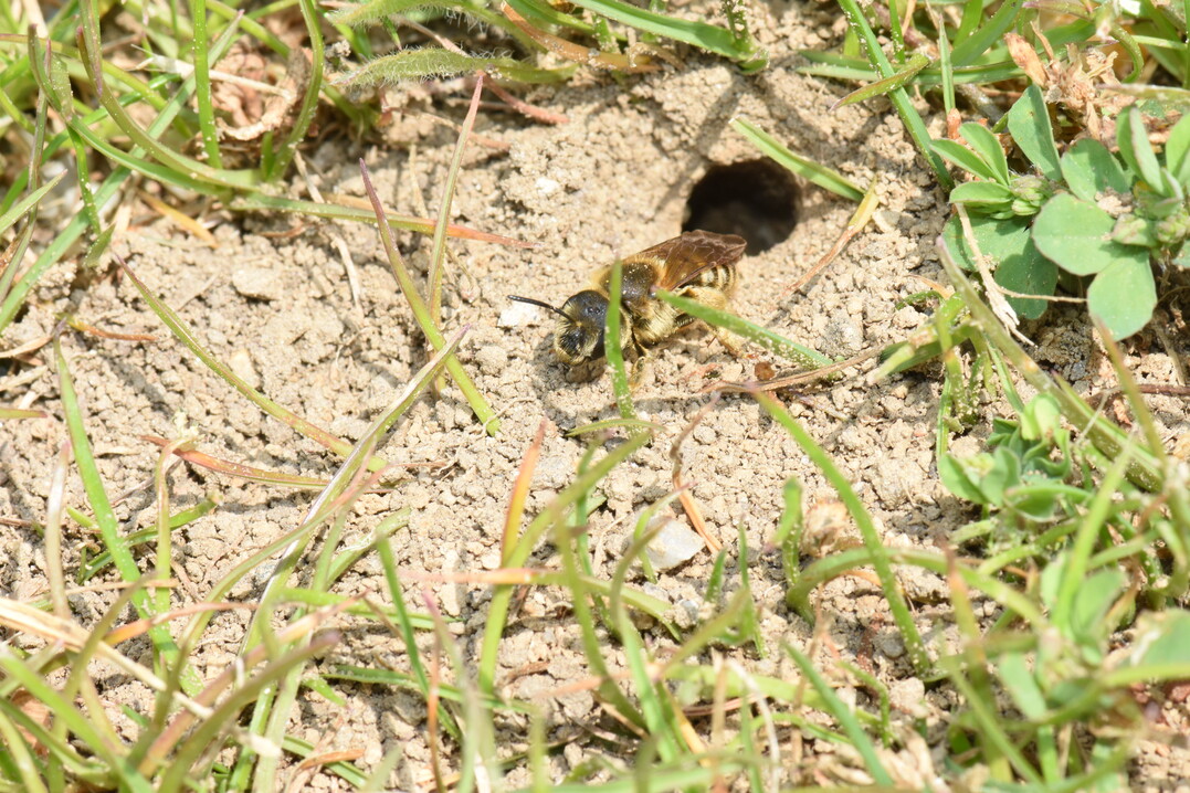Viele unserer ber 500 Wildbienenarten (hier eine Furchenbiene) brauchen einen lckigen Rasen als geeigneten Brutplatz. Wer nicht dngt und einen nhrstoffarmen Boden hat, kann sie sogar im Zierrasen frdern. Und nicht vergessen: Wildbienen sind friedfertig und stechen nicht.