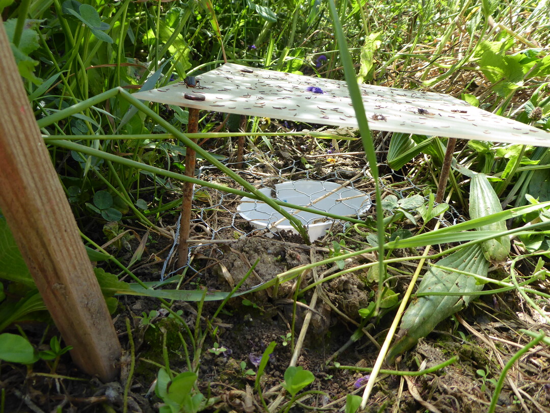 Bodenfalle fr Insekten und Spinnen