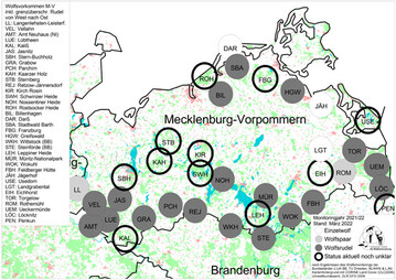 Durch das landesweite Wolfsmonitoring sowie die Bereitstellung von Daten rtlicher Jger, Landwirte und Wolfsbetreuer konnten in den letzten Monaten fr das Monitoringjahr 2021/22 insgesamt fnf neue Wolfsrudel in M-V besttigt werden.