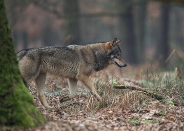 Neue Studie zeigt Habitatmodellierung und Abschtzung der potenziellen Anzahl von Wolfsterritorien in Deutschland.