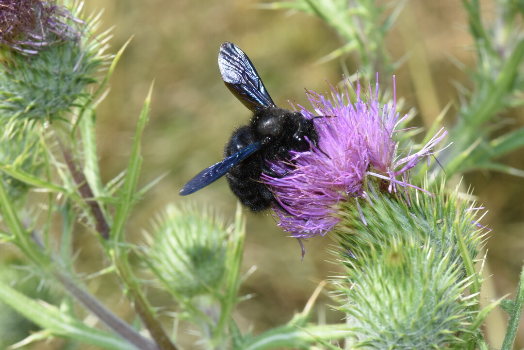 Blaue Holzbiene