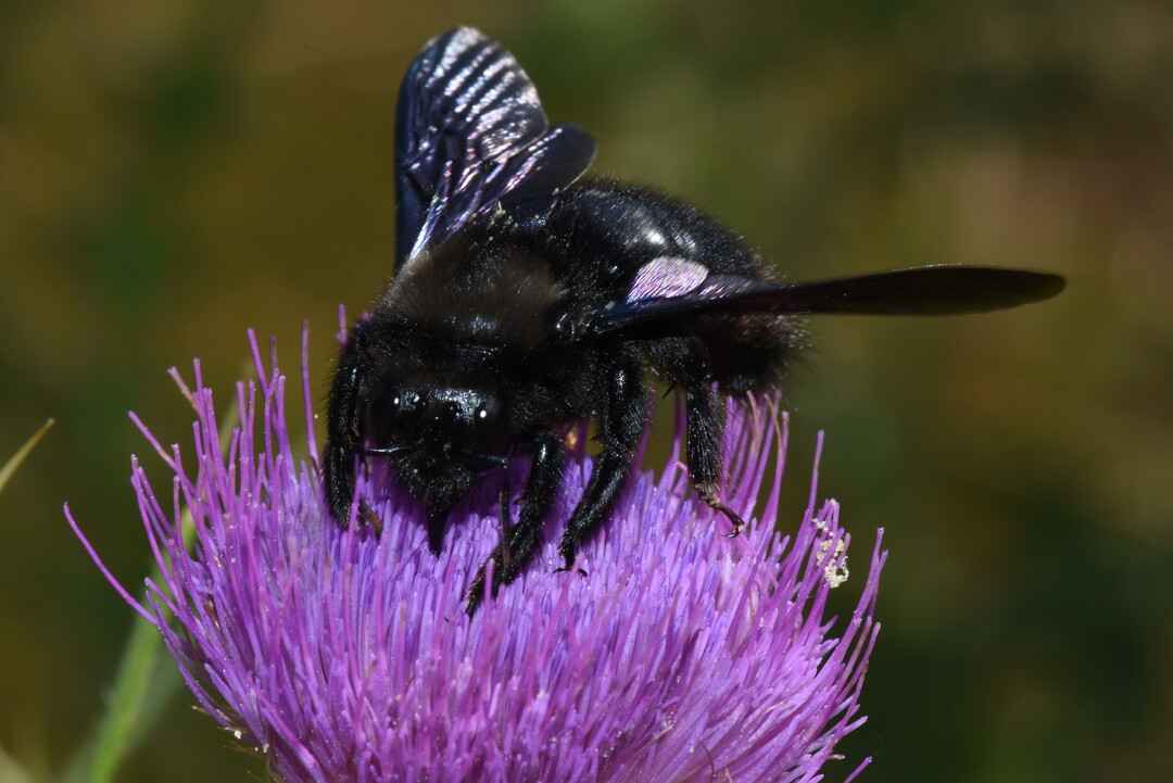 Blaue Holzbiene