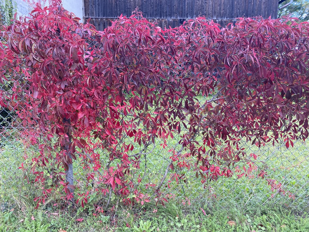 Wenn schon Stabmatten- oder Maschendrahtzaun, weshalb dann nicht begrnnt? Hier frbt der Fnfblttrige Wilde Wein den wenig attraktiven Drahtzaun im Herbst rot.