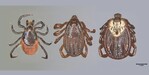 Verschiedene Zeckenarten: Links: gemeiner Holzbock (heimisch); Mitte: Braune Hundezecke; Rechts: Buntzecke (heimisch)